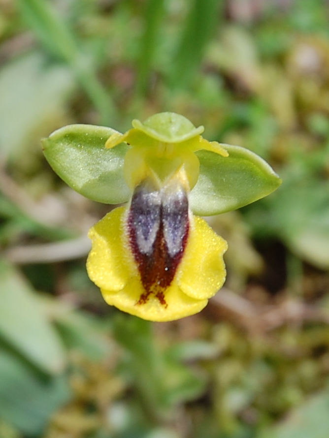 Ophrys phryganae vs. O. sicula ... a Monte Pellegrino (PA)